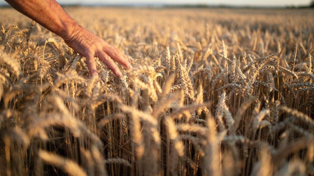 Con una cosecha récord estimada en 27,8 millones de toneladas, el trigo volvió a consolidarse como uno de los pilares del complejo agroindustrial. Con una cosecha récord estimada en 27,8 millones de toneladas, el trigo volvió a consolidarse como uno de los pilares del complejo agroindustrial. 