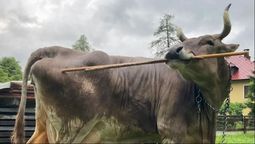 Veronika, la vaca sorprendentemente inteligente, según científicos.