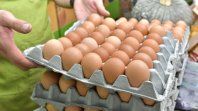 La caída de precios en el maple de huevos no llega a los consumidores. La caída de precios en el maple de huevos no llega a los consumidores.