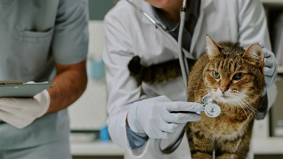 La misión de cuidar a las mascotas en tiempos de crisis derivó a que se ponga en marcha un plan de salud que ayuda a la economía familiar. La misión de cuidar a las mascotas en tiempos de crisis derivó a que se ponga en marcha un plan de salud que ayuda a la economía familiar.