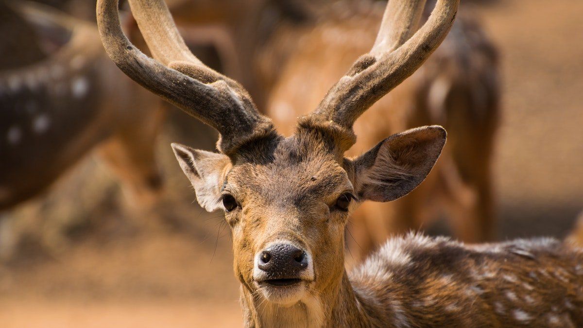 Algunos científicos sostienen que Ómicron, una versión altamente infecciosa, pasó un tiempo en un reservorio animal antes de aparecer en las personas.