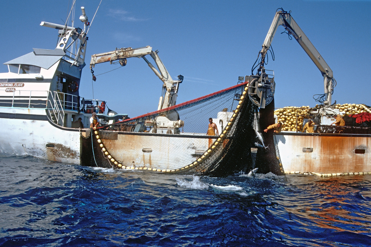 Para combatir la sobrepesca, la FAO lanzó el proyecto Océanos Comunes, a través del cual lograron que el atún se pesque a niveles sostenibles en ocho de las trece principales poblaciones pesqueras. Para combatir la sobrepesca, la FAO lanzó el proyecto Océanos Comunes, a través del cual lograron que el atún se pesque a niveles sostenibles en ocho de las trece principales poblaciones pesqueras.