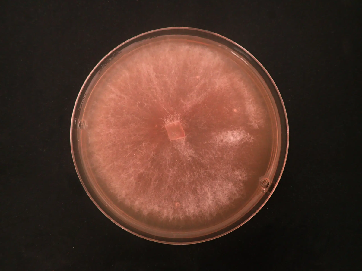 Fusarium venenatum. Fusarium venenatum.
