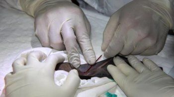 hallaron murcielagos en tailandia con un nuevo coronavirus hallaron murcielagos en tailandia con un nuevo coronavirus