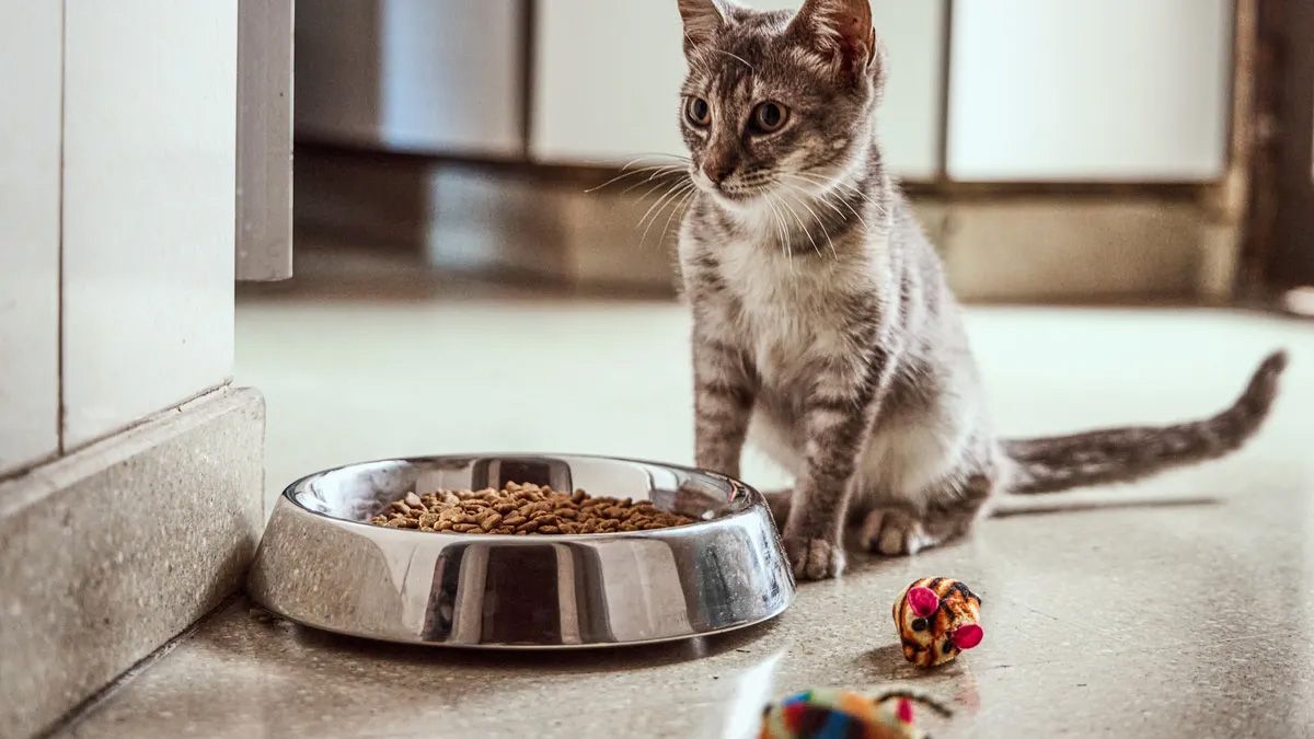 El D&iacute;a Internacional del Gato se celebra el 8 de agosto de cada a&ntilde;o y los especialistas mencionan las claves para transformar la calidad de vida de los felinos.