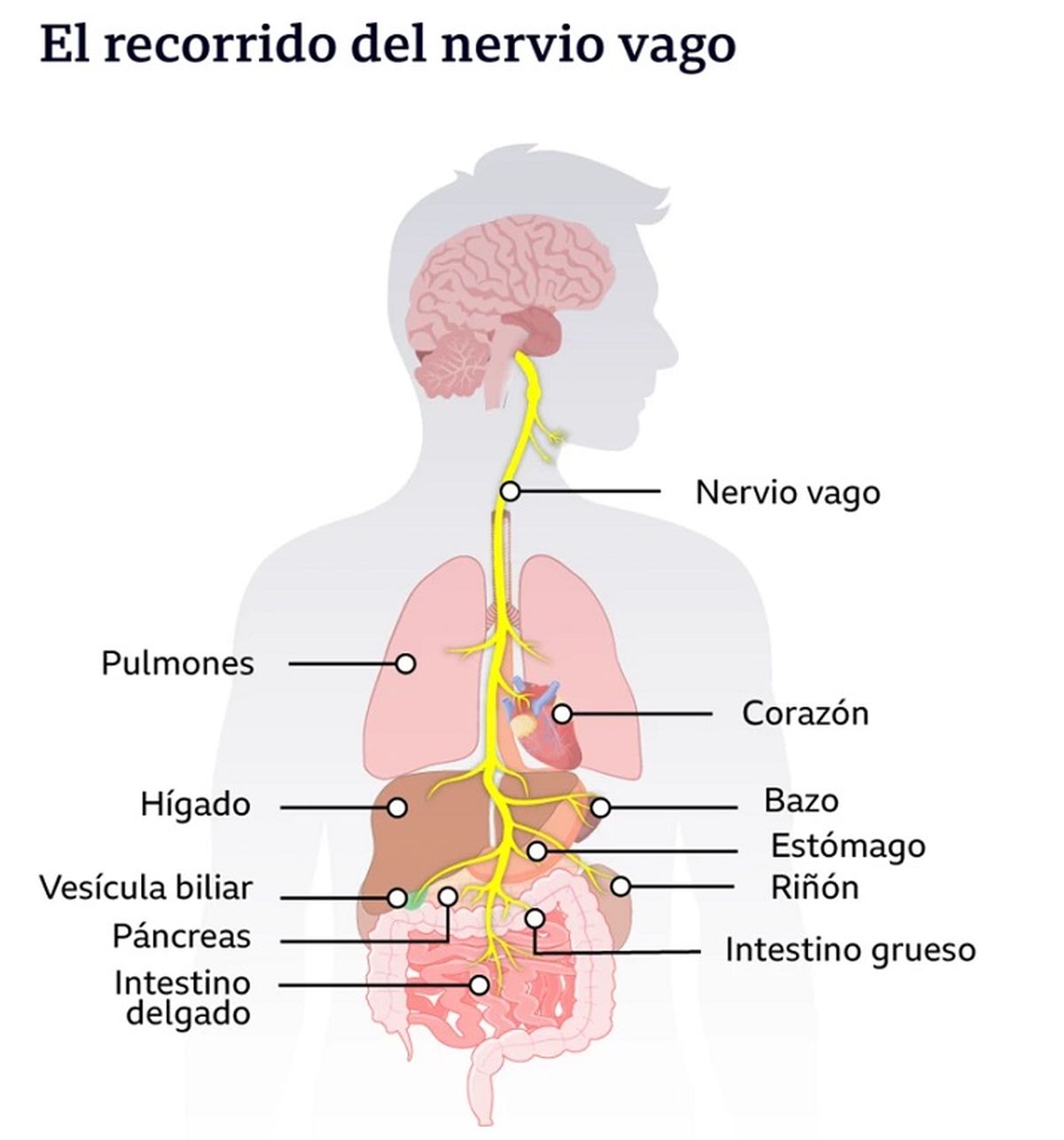 El adulto mayor ignora en general la existencia del nervio vago, su extenso recorrido por el cuerpo y cómo transmite al cerebro las señales de los demás órganos y las emociones que registra.