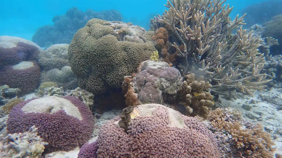 La Gran Barrera de Coral es el ecosistema vivo más grande del planeta tierra que hay que cuidar de la amenaza del cambio climático. La Gran Barrera de Coral es el ecosistema vivo más grande del planeta tierra que hay que cuidar de la amenaza del cambio climático.