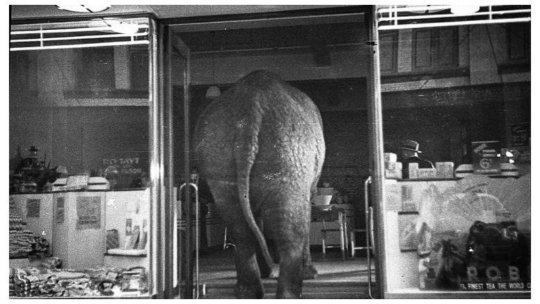 Prohibido dejar ingresar elefantes al bazar de la soja