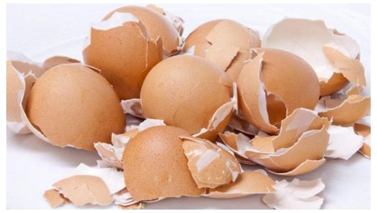 Orgullo argentino en México: Alumnos crearon plástico biodegradable con cáscara de huevo