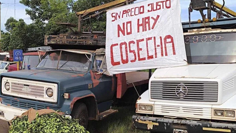 Yerba mate: Paro total de cosechas y fuerte amenaza de desabastecimiento