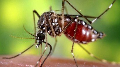 Dengue: Crean Kit bajo costo para detectar la enfermedad
