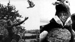 altText(Cher Ami, la paloma que salvó a un batallón en la Primera Guerra Mundial)}