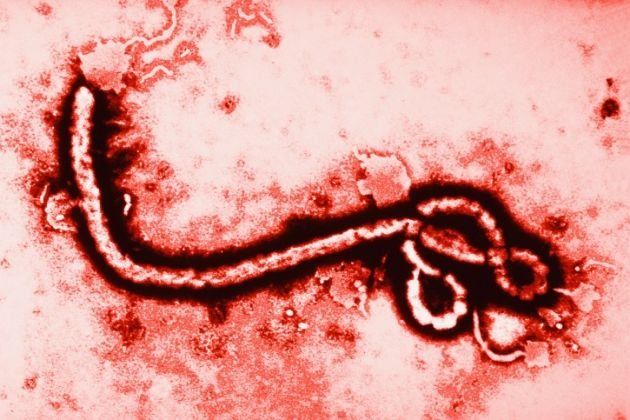 El mayor brote de ébola de la historia ocurrió en África entre 2014 y 2016. El mayor brote de ébola de la historia ocurrió en África entre 2014 y 2016.