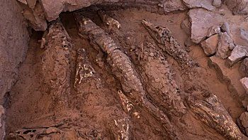 ¡10 cocodrilos momificados! ¡10 cocodrilos momificados!