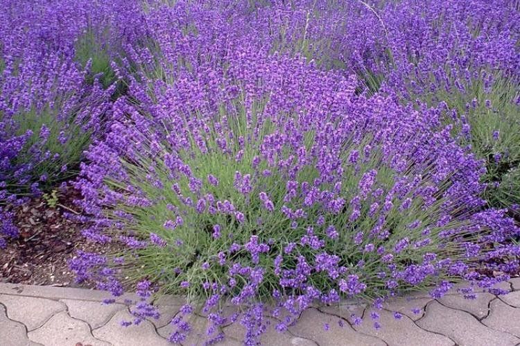 Lavanda, una planta recomendada por la ciencia.