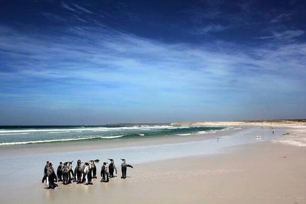 Con el hielo marino antártico en mínimos históricos, los científicos señalan que podría haber consecuencias también en el equilibrio animal.