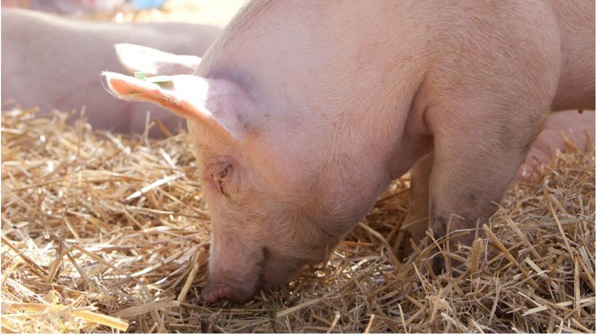 Córdoba: El impactante nacimiento de un cerdo mutante