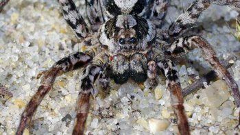 hallan una arana creida extinta: disuelve los organos de sus presas hallan una arana creida extinta: disuelve los organos de sus presas