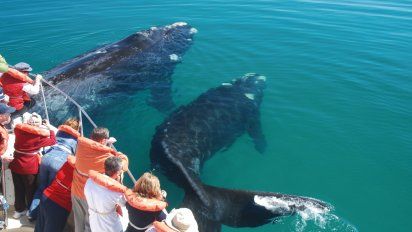 Puerto Madryn: Pasajes y Previaje 3 para ver a las ballenas