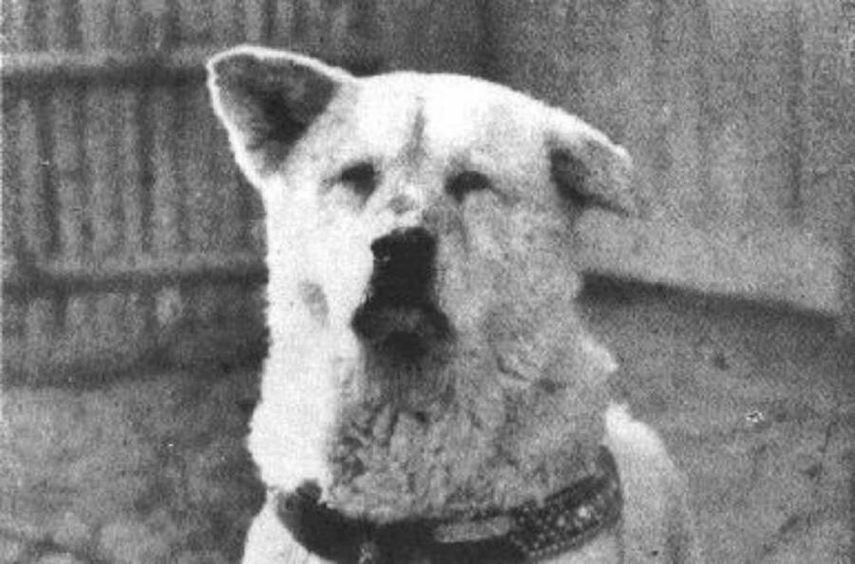 Hachiko llegó a manos de su dueño, el profesor Ueno Hidesaburo, cuando apenas tenía dos meses de vida. Ueno, que no tenía hijos, buscaba un perro de raza pura y crio a Hachiko como un hijo. Hachiko llegó a manos de su dueño, el profesor Ueno Hidesaburo, cuando apenas tenía dos meses de vida. Ueno, que no tenía hijos, buscaba un perro de raza pura y crio a Hachiko como un hijo.