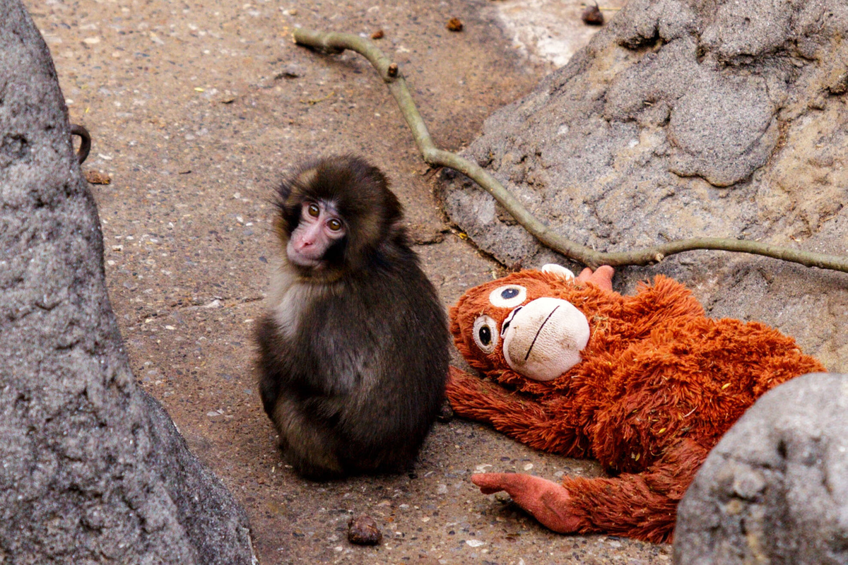 Pobre Punch... Pobre Punch...