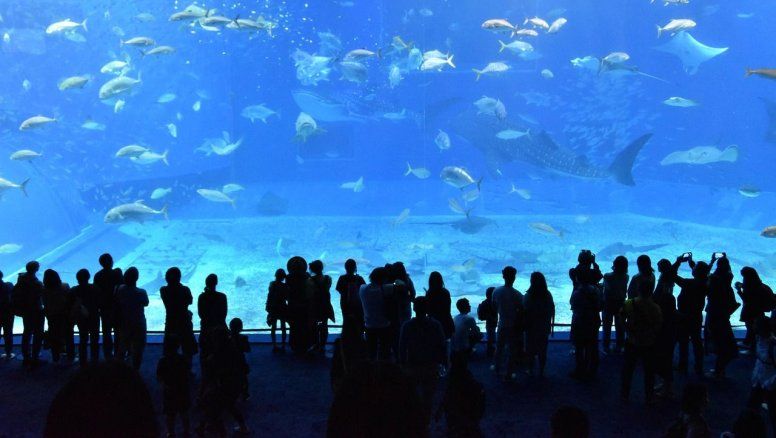 Así es el Georgia Aquarium de Atlanta, uno de los acuarios más grandes del mundo