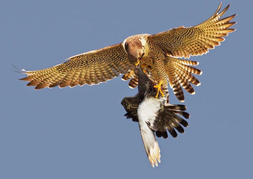 De halcones y palomas: Hay tensión en la CGT.
