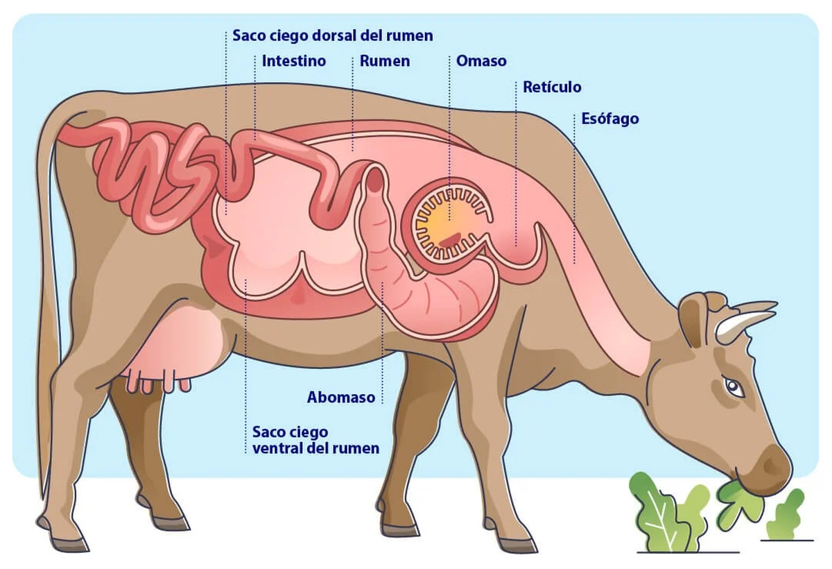 El gas metano es producido por microbios en el intestino de la vaca mientras digiere la fibra. El gas metano es producido por microbios en el intestino de la vaca mientras digiere la fibra.
