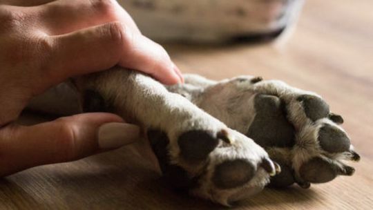 Perros y emociones compartidas: Cómo impacta la adopción en la vida familiar