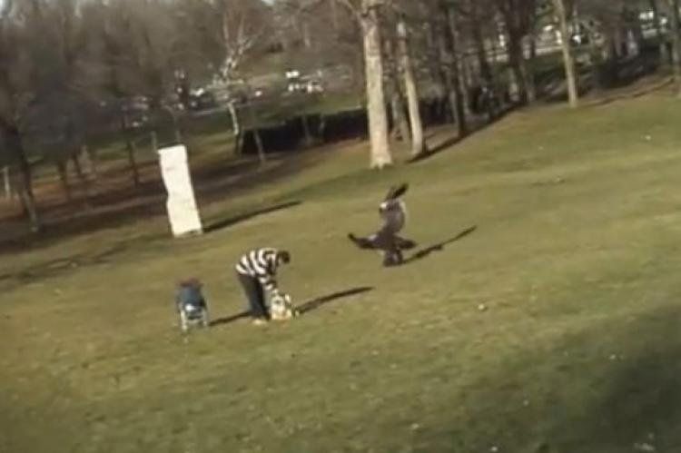 De terror: Momento en que el águila captura al bebé en Canadá