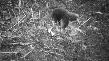 El animal que se creía extinto es un equidna. El animal que se creía extinto es un equidna.