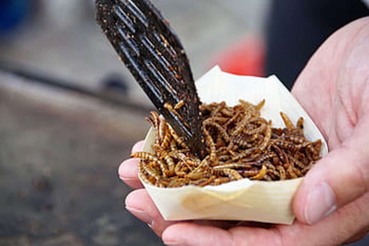El Gobierno prometió asado, pero ahora propone comer insectos.
