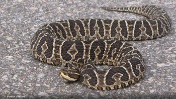 La Yarará grande se encuentra en Rosario y en Santa Fe. La Yarará grande se encuentra en Rosario y en Santa Fe.