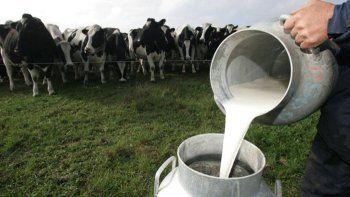 La producción de leche ha caído en los últimos años. La producción de leche ha caído en los últimos años.