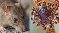 Hantavirus: OMS confirma lo que se sospechaba sobre el tipo de virus detectado en el crucero. Hantavirus: OMS confirma lo que se sospechaba sobre el tipo de virus detectado en el crucero.