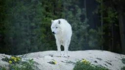 Colossal Biosciences logró revivir al lobo terrible, 10.000 años después. Colossal Biosciences logró revivir al lobo terrible, 10.000 años después.