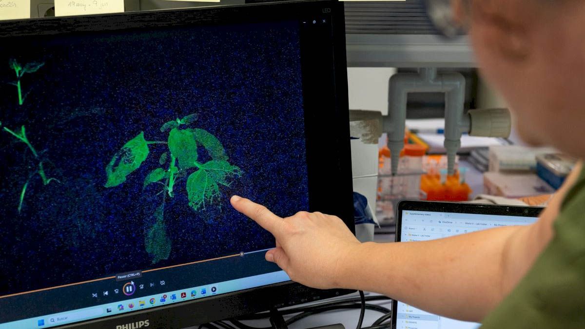Un grupo de científicos creó las denominadas “Plantas Centinela” que apunta a la detección temprana de plagas que avisan con luz al ser infectadas. Un grupo de científicos creó las denominadas “Plantas Centinela” que apunta a la detección temprana de plagas que avisan con luz al ser infectadas.