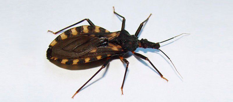 La vinchuca es una de las pestes que le recuerdan a los humanos su finitud.