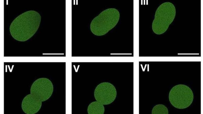 Sacudón en la ciencia: Científicos crean una célula que parecía imposible