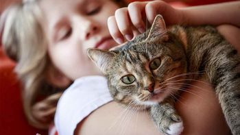 El Día del Gato es el único que se repite tres veces al año para homenajear a estos felinos. Conocé sus sorprendentes habilidades y a prevenir enfermedades. El Día del Gato es el único que se repite tres veces al año para homenajear a estos felinos. Conocé sus sorprendentes habilidades y a prevenir enfermedades.