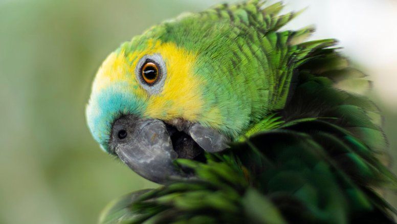 Psitacosis: Qué hacer sin caer en la 'aversión' a las aves