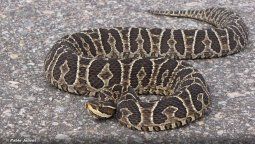 La Yarará grande se encuentra en Rosario y en Santa Fe.