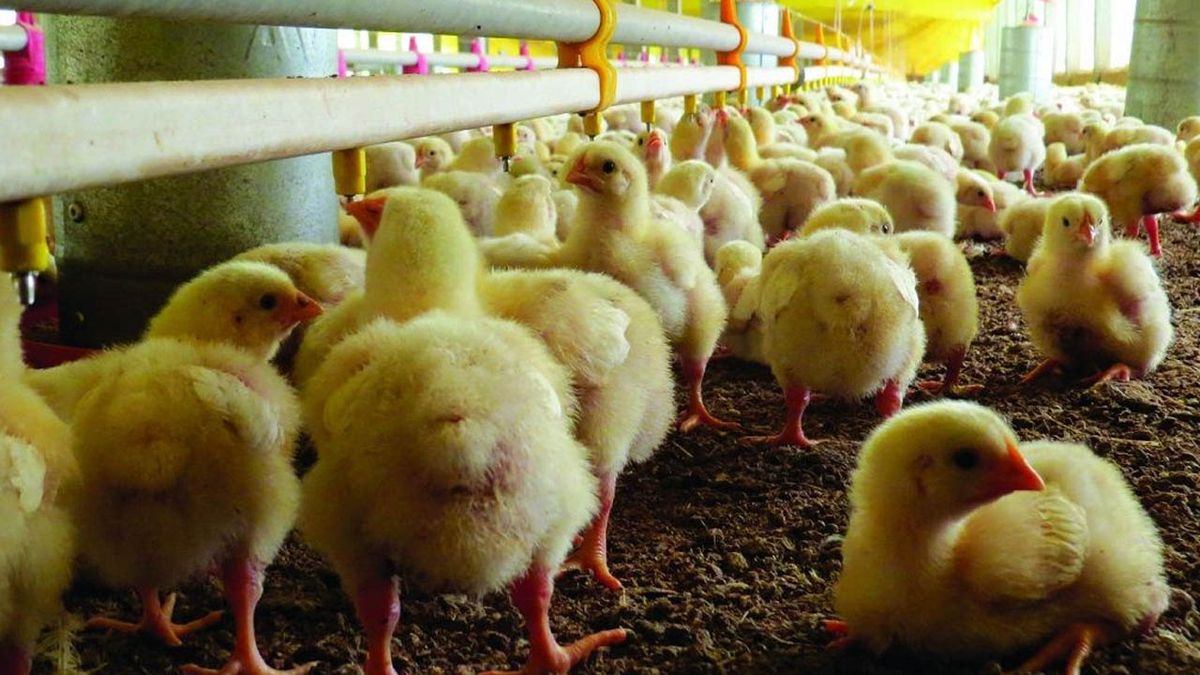 Complicada una de las avícolas más grandes del país.&nbsp;