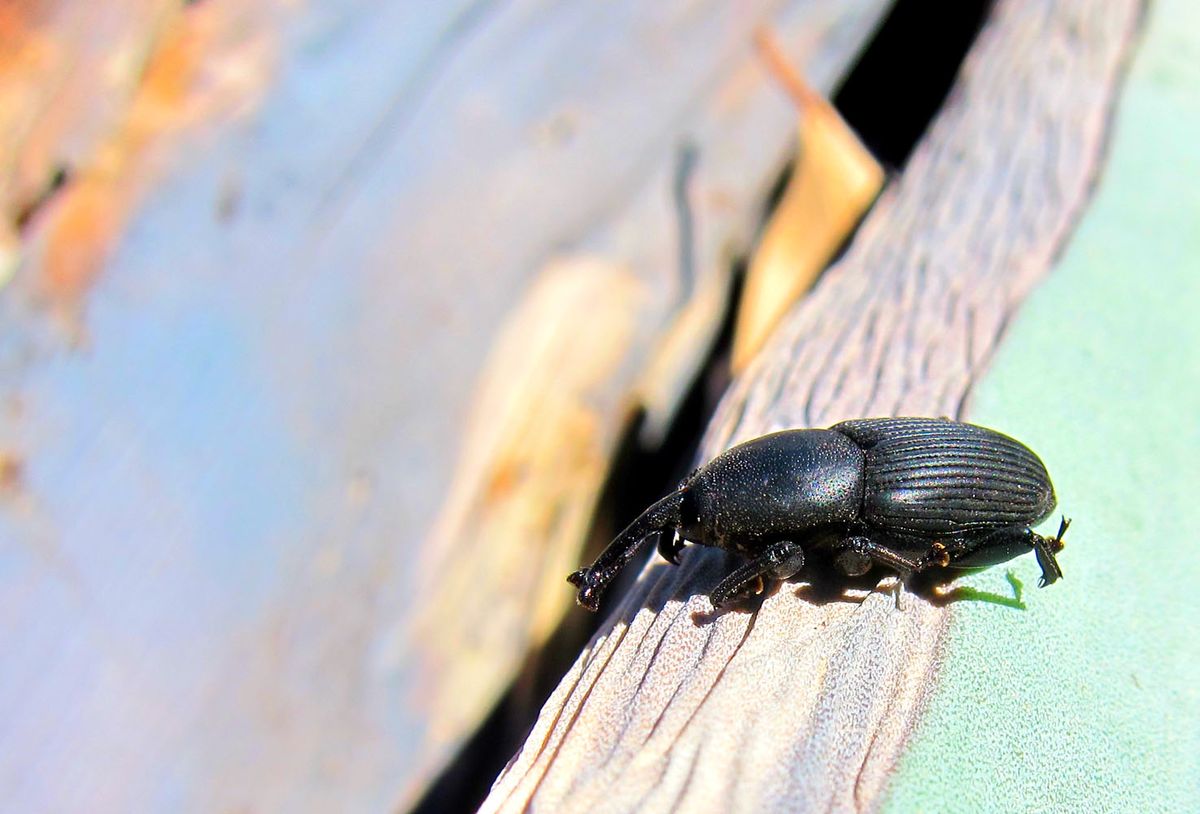 El campo y el picudo negro. El campo y el picudo negro. 