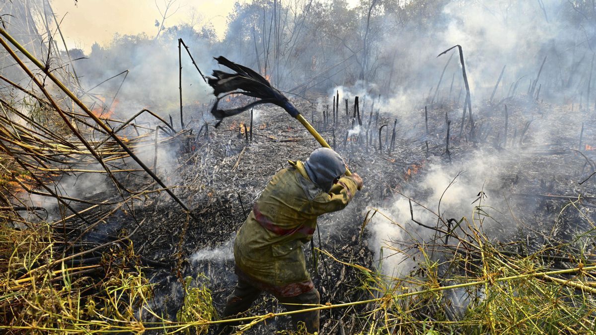 Día Mundial de la Prevención de los Incendios Forestales. Día Mundial de la Prevención de los Incendios Forestales.