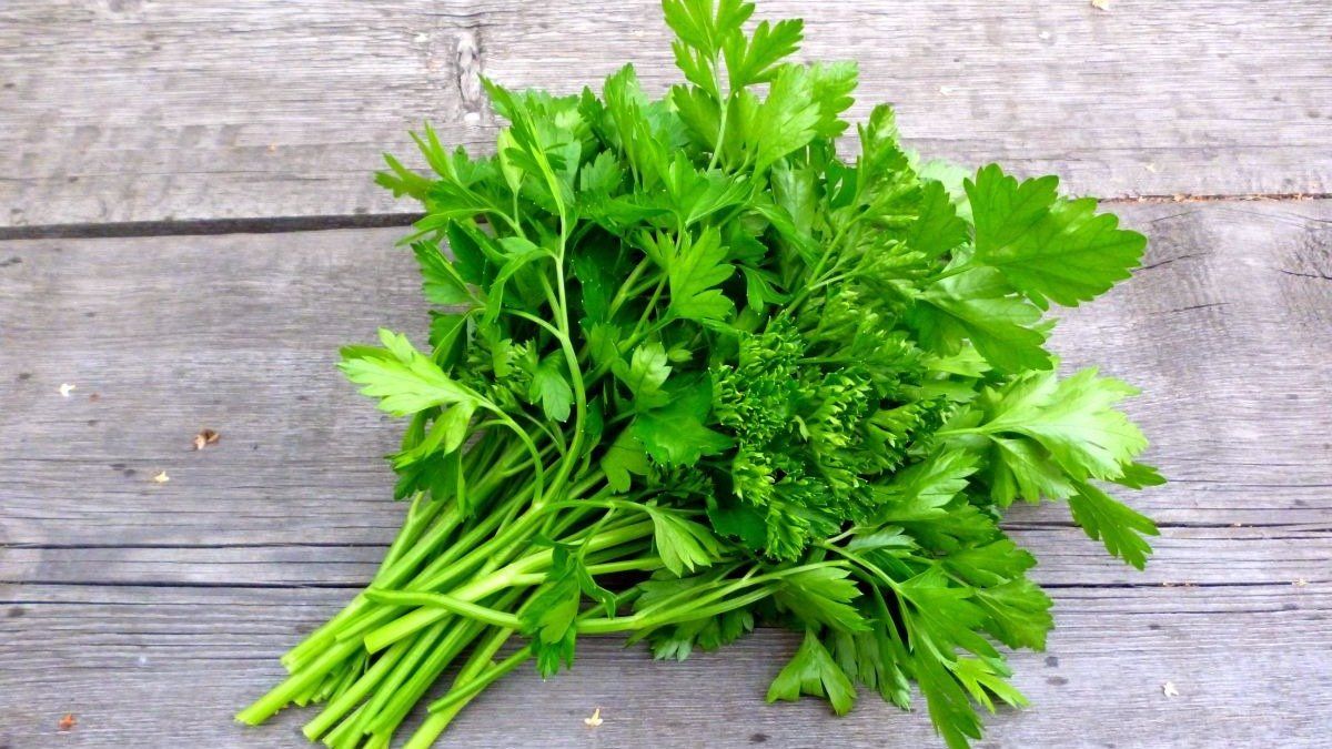 El truco definitivo para diferenciar cilantro de perejil