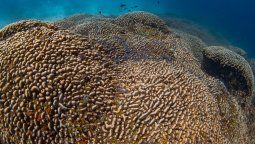 Científicos del programa Pristine encontraron el coral más grande del mundo en el Océano Pacífico.