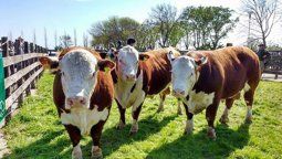 Las flatulencias de las vacas podrían pagar impuestos en Buenos Aires. Las flatulencias de las vacas podrían pagar impuestos en Buenos Aires.