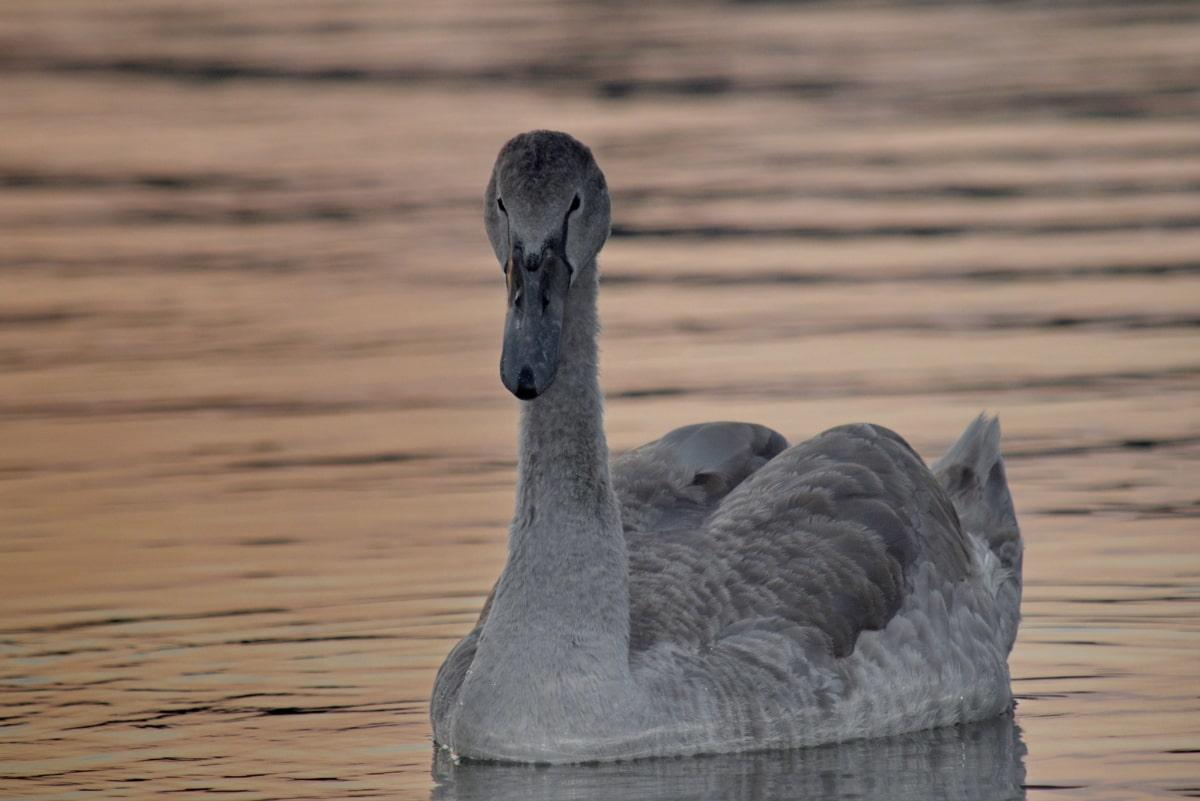 ¿Donald Trump es un Cisne Gris?