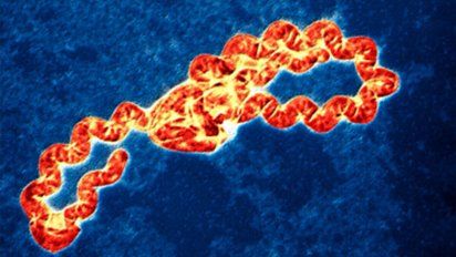Enfermedad zoonótica: ¿Qué es la leptospirosis?